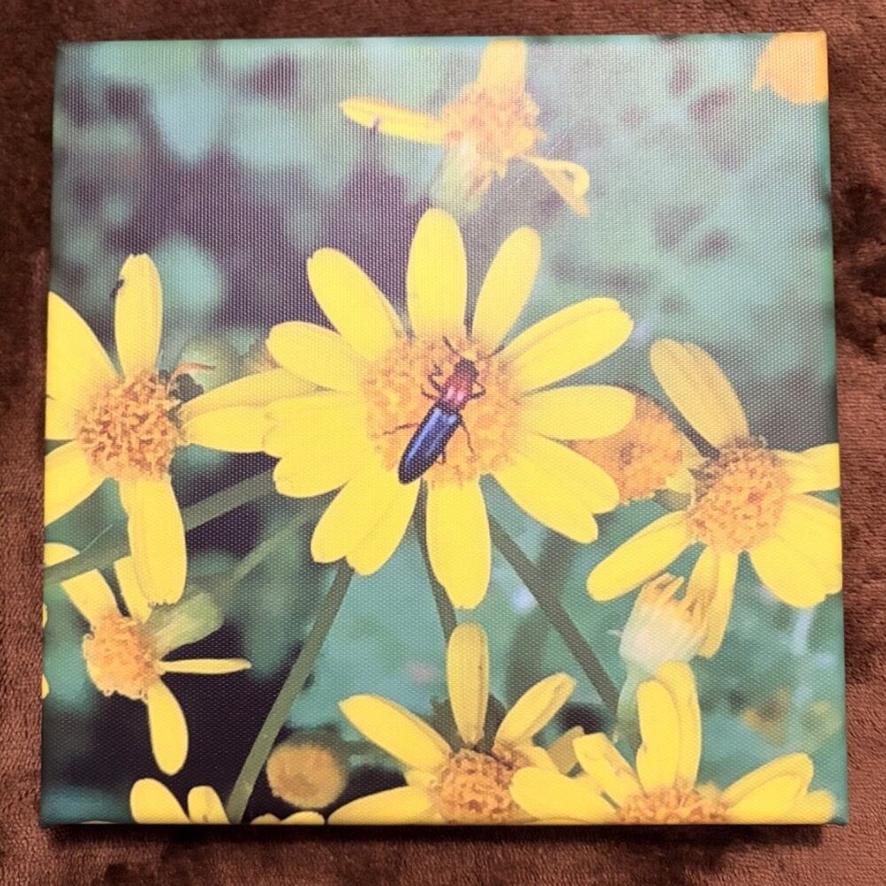 Soldier Beetle Original Nature Insect Photography Canvas Prints 8" x 8" Canvas